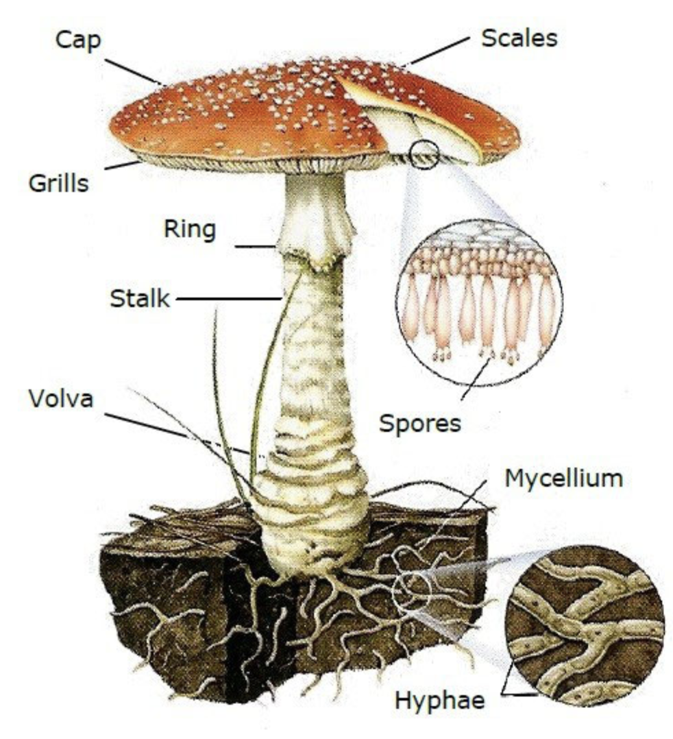 Cross section